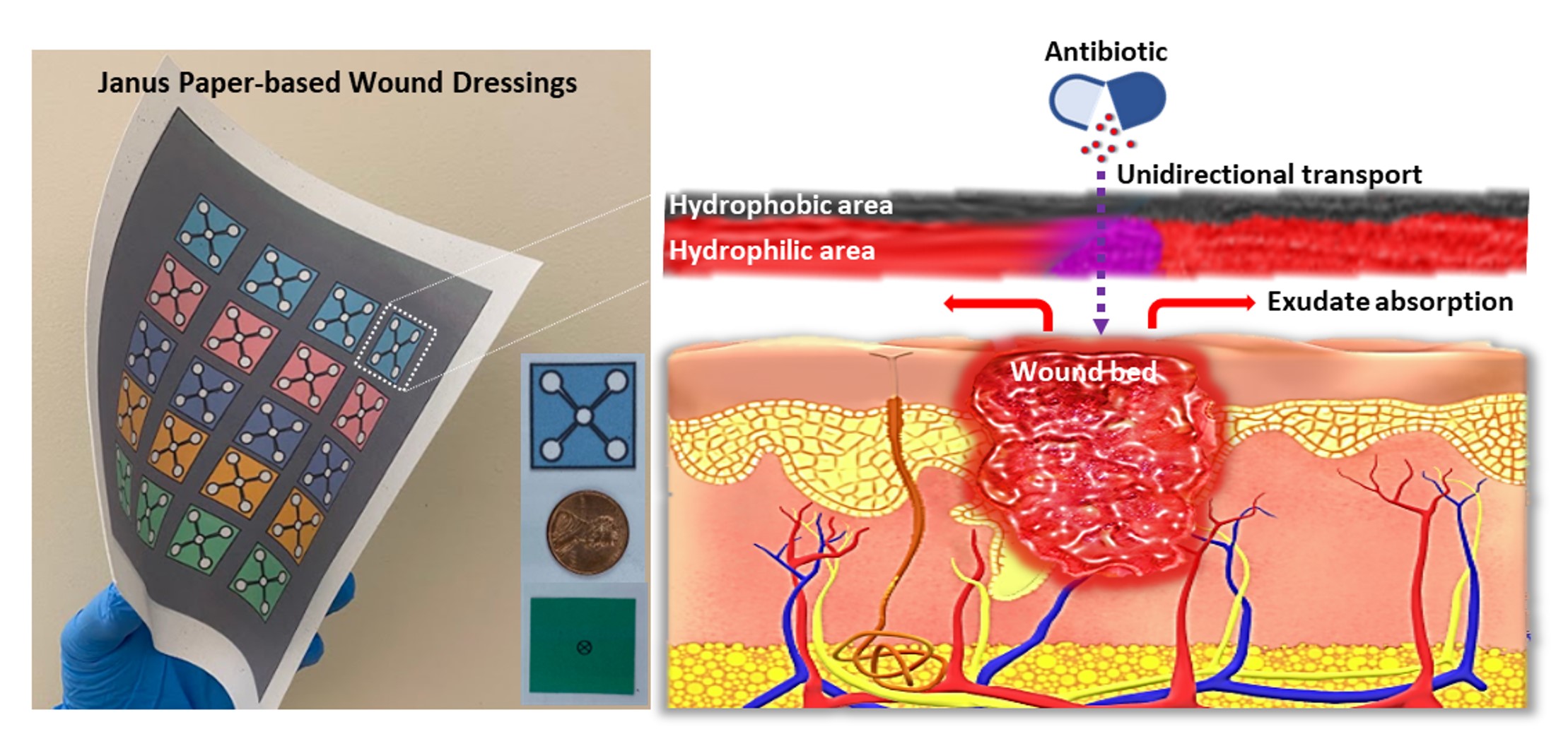 Graphic for Janus paper-based wound dressings